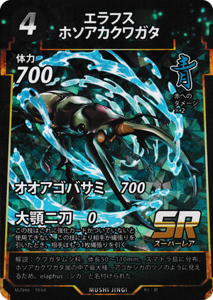 エラフスホソアカクワガタ