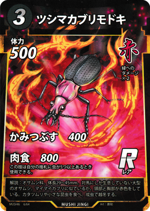 ツシマカブリモドキ