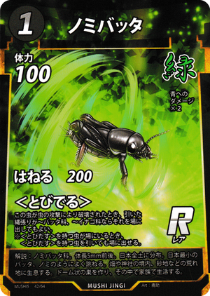 ノミバッタ