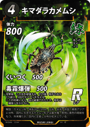 キマダラカメムシ