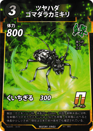 ツヤハダゴマダラカミキリ